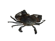 Live Mud Crab Kenya (800 grms to 1200 grms)